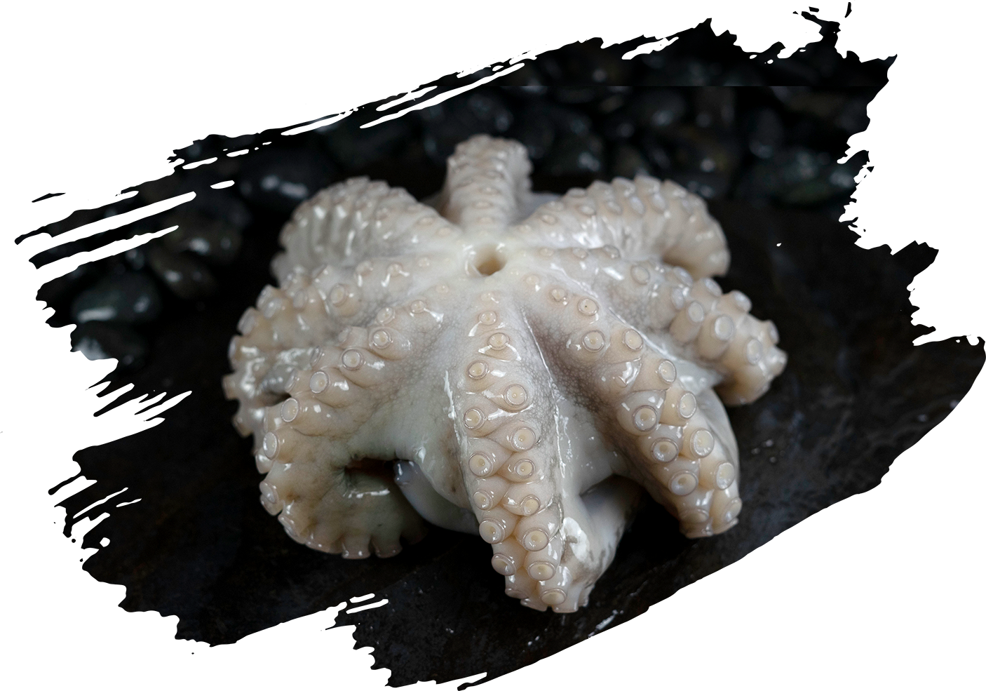 RAW Flower Octopus